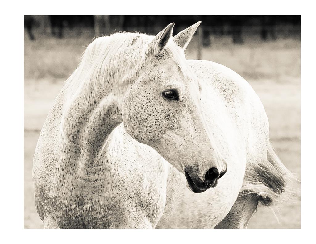 THE HORSES OF MILL CREEK FARM